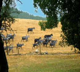Vumba Agroturismo Um alojamento de qualidade enquadrado por um ambiente rural